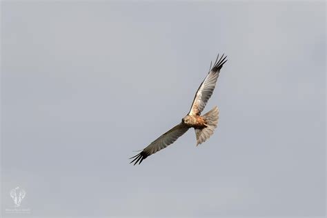 UCCELLI ACQUATICI SVERNANTI IN IWC